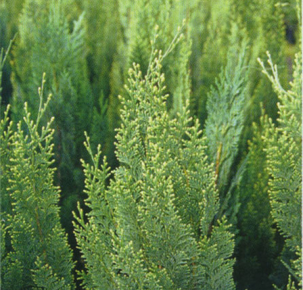 Кипарисовик Лавсона 'Уайт Спот'