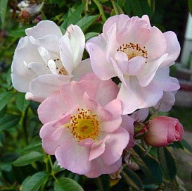 Роза 'Опен Армс' (плетистая) (розовая)