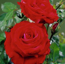 Роза 'Гранд Класс' (чайно-гибридная) (красная)