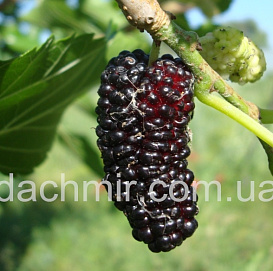 Шелковница 'Овстяковская'