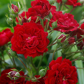 Роза 'Кримсон Силуэтта' ( плетистая) (красная) 