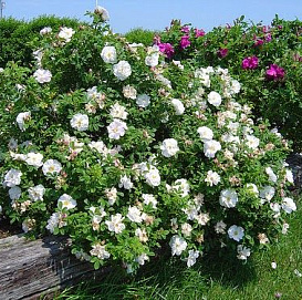 Роза морщинистая 'Альба'