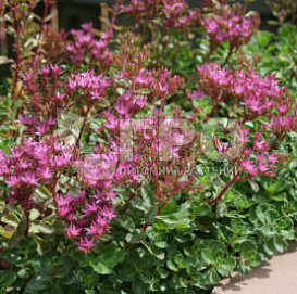 Седум ложный (Очиток) 'Драгонс блад'