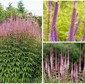 Вероникаструм виргинский (розовый)