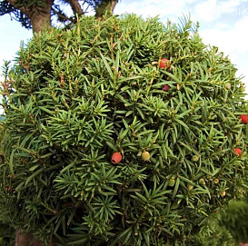 Тис ягодный