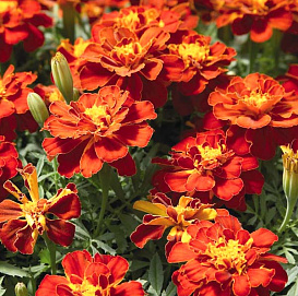 Тагетес (бархатцы) отклоненный 'Дуранго Ред' (красный)