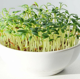 Семена Кресс-салат