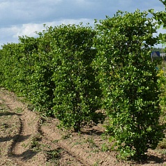 Боярышник сливолистный