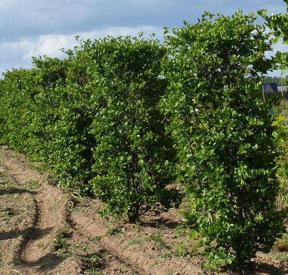 Боярышник сливолистный