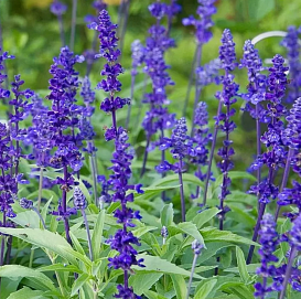 Сальвия лекарственная (Шалфей) ' СимплХербс'																								