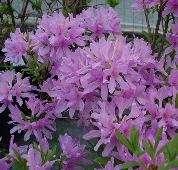 Рододендрон гибридный 'Орхид Лайт' (светло-фиолетовый)