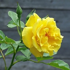 Роза 'Голден Гейт' (плетистая) (желтая)