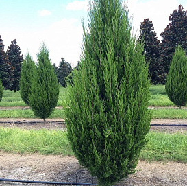 Можжевельник виргинский