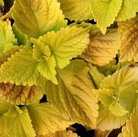 Колеус Блюма 'Визард Голден' (желтый)