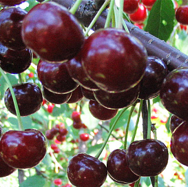 Дюк 'Спартанка'