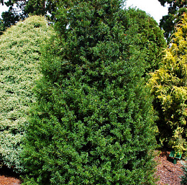 Тис ягодный 'Оверейндери'