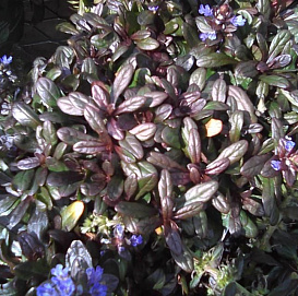 Живучка ползучая 'Шоколад Чип'