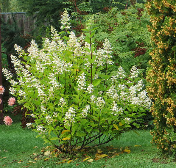 Гортензия метельчатая 'Тардива'