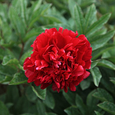 Пион молочноцветковый 'Адольф Руссо' (красно - вишневый)