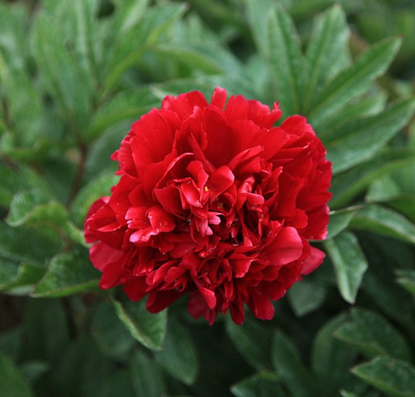 Пион молочноцветковый 'Адольф Руссо' (красно - вишневый)