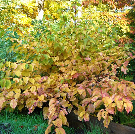 Дерен отпрысковый 'Винтер Флейм'