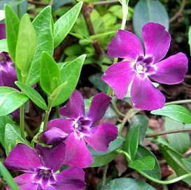 Барвинок малый 'Атропурпуреа'