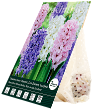 Многолетник Гиацинт