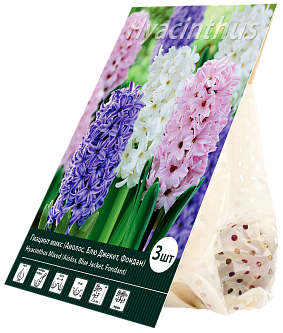 Многолетник Гиацинт