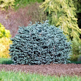 Кипарисовик горохоплодный 'Блу Мун'