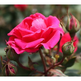 Роза 'Бионда' (чайно - гибридная) (малиновая)