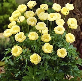 Купальница 'Чеддер'