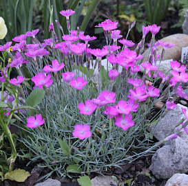 Гвоздика серовато-голубая