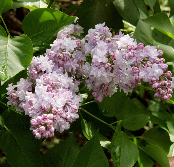 Сирень обыкновенная 'Тарас Бульба' (розово - белая)