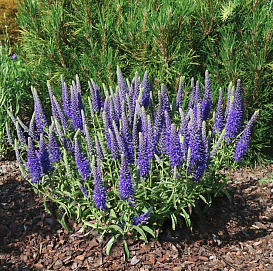 Вероника колосковая 'Беби Блю'