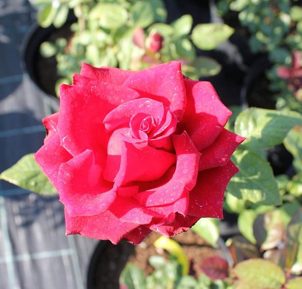 Роза 'Саше' (Флорибунда) (ярко красными)						