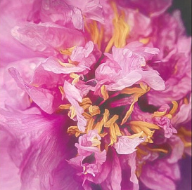 Пион молочноцветковый 'Фаерворк' (розовый)