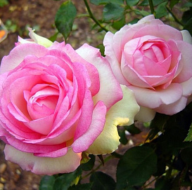 Роза 'Бидермайер Гартен' (чайно-гибридная) (белая с розовым)