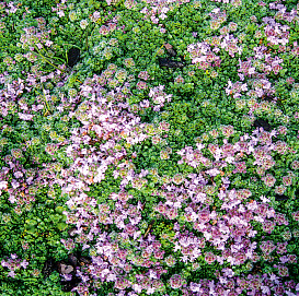 Тимьян ранний 'Минор'