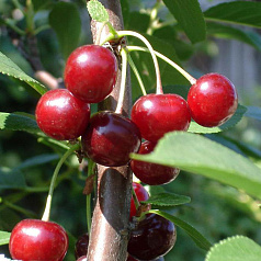 Вишня обыкновенная 'Быстринка'