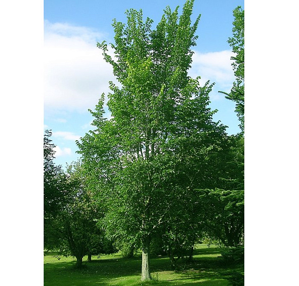 Вяз Давида (восточный, японский) 'Додоенс'