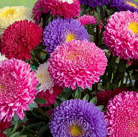 Семена Астра