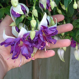 Фуксия 'Гиант Анжел Блю' (кашпо)