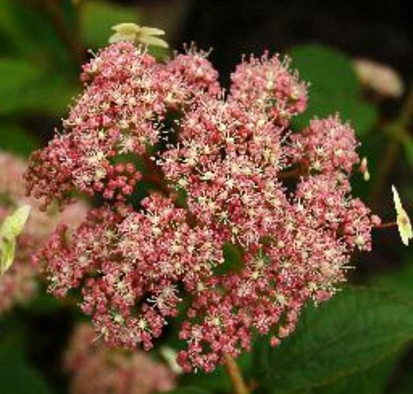 Гортензия древовидная 'Пинк Пинкашн'