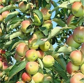 Яблоня колоновидная 'Грушовка Качалкина'