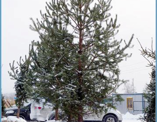 Фотоальбом Хвойные деревья с комом для зимней посадки. Ель, сосна. Фотография 18