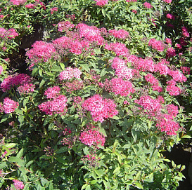 Спирея японская 'Неон Флеш'