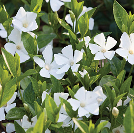 Барвинок малый 'Гертруда Джекил'