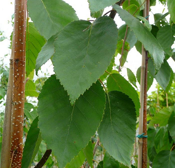 Береза полезная 'Жакмона'