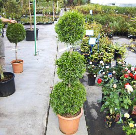 Туя западная 'Смарагд' бонсай  3 шара