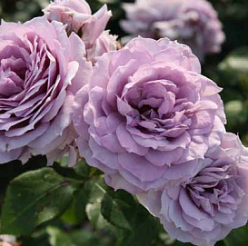 Роза 'Новалис' (флорибунда) (фиолетовая)